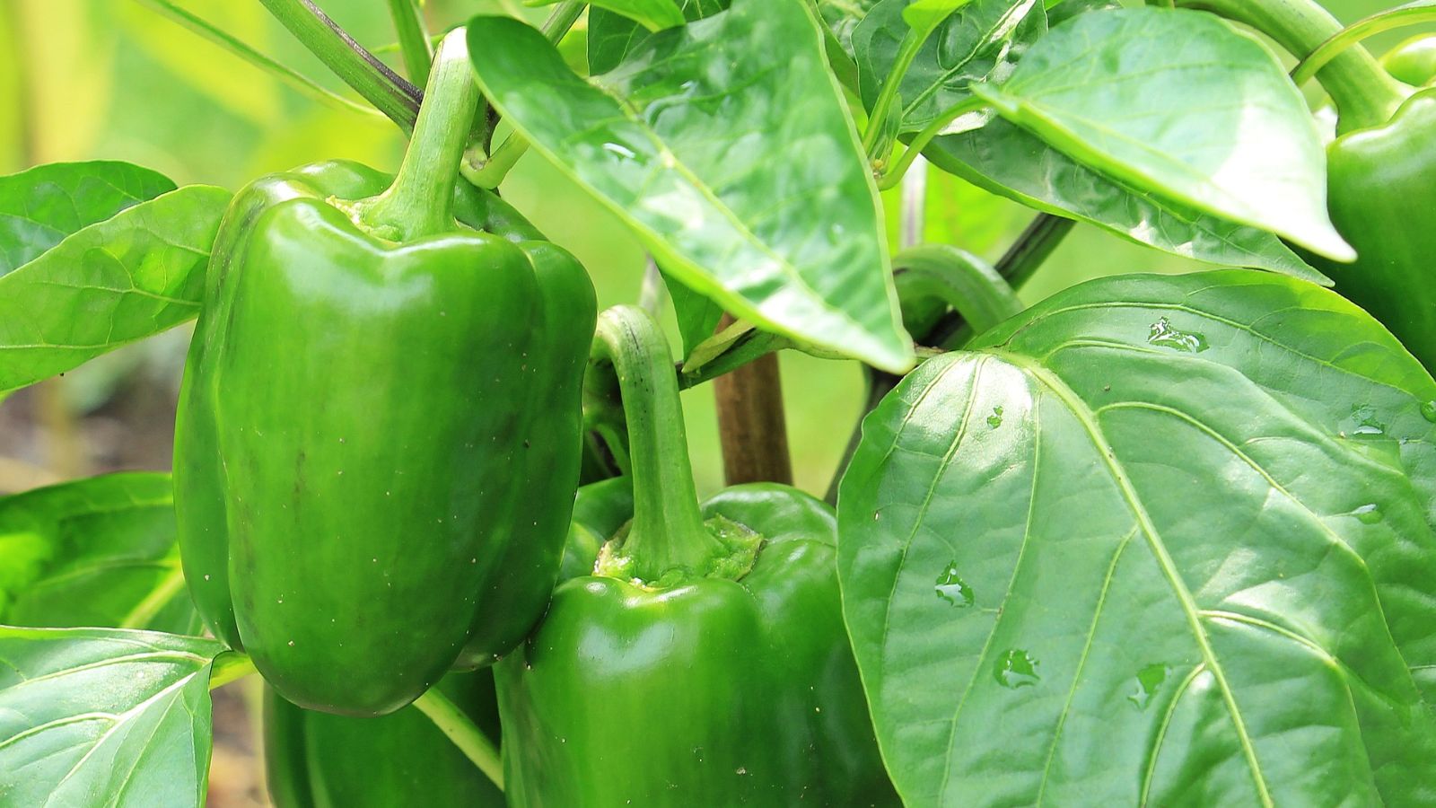 Capsicum annuum cv. 'Pimiento morrón'